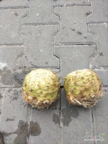 /images/posts/2024/08/1900284/LDiOBx88bifasuaoH57iKRPLS0socInX5jiOGcI5.jpeg
