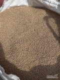 Sprzedam łubin wąskolistny słodki ilość ok. 6,5t