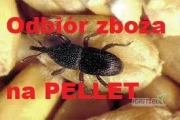 KUPIĘ ZBOŻE GORSZEJ JAKOŚCI. GOTÓWKA
