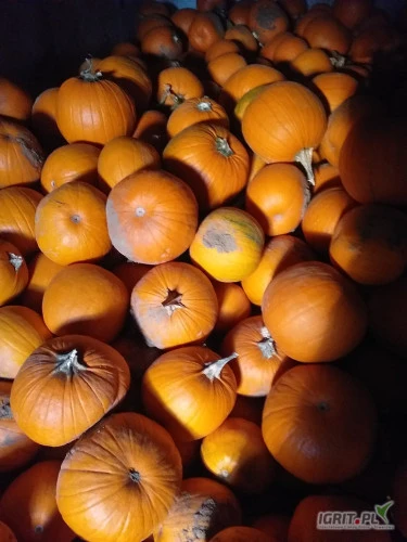 /images/posts/2024/09/1907182/bxDVtfSl1FWTbPvDt9hMZUNNlpPqTR18KXgQlU6L.jpeg