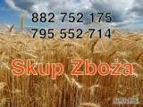 Skup zboża pszenicy, pszenżyto, żyta i jęczmienia. Odbiór z gospodarstwa. Płatne w dniu załadunku. 
