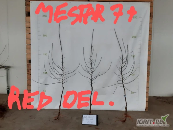 /images/posts/2025/06/2021746/ovkwWI22JtQ0uE6kFHgIKLKyRvubqHJS5oHnFrDz.jpeg