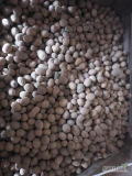 Sprzedam ziemniaki paszowe 25-30 ton, dowolne opakowanie, bez zanieczyszczeń. Więcej informacji pod nr tel 697631392