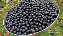 W sezonie 2025 sprzedam duże ilosci jagody leśnej zapraszam mozliowść dostway towaru. 