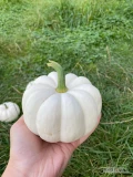 Witam, nawiążę współpracę, od połowy sierpnia dynia biała odmiana baby boo (ok. 250g) i casperita (ok.400g) łącznie 20 tysiecy...