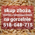 Kupię zboże groszej jakości wilgotne mokre z zapachem. Gotówka. Odbiór z gospodarstwa. Tel 518-048-715