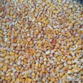Sprzedam kukurydzę workowaną suchą po 60zł/50kg. Możliwość ześrutowania cena 70zl/50kg, okolice Bydgoszcz/Inowrocław, tel 725462828