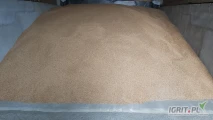 Sprzedam pszenicę ozimą konsumpcyjną ok. 30 ton , faktura vat . Cena brutto.Gotówka lub szybki przelew . Gm. Miedzna . Tel . 6 0 6 5 5...