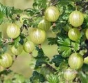 Kupimy agrest (każdą odmianę) zielony i czerwony, w dużych ilościach na przemysł. Zbiór w kisten. Dostawy pełno samochodowe....