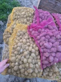 Sprzedam ziemniaki paszowe drobne gala lilly pakowane w worki 15kg, 24 tony na paletach 
