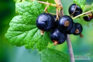 GRUPA SAJEWSKI z Goraja nawiąże współpracę z większymi producentami Porzeczki czarnej czerwonej  do mrożenia i tłoczenia  województwa lubelskiego, świętokrzyskiego mazowieckiego cała polska . Zapewniamy konkurnecyjne ceny, szybkie przelewy...