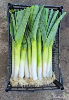 rozsada pora por KRYPTON PLUSTON rozsada    W związku z redukcją produkcji pora w moim Gospodarstwie mam na sprzedaż rozsadę pora z Holandii    Odmiany   Krypton 200 000 szt  Pluston 60 000 szt    Dostawa do Polski poniedziałek 16.06.2025 wieczorem...