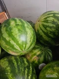 Sprzedam  samochód  Arbuza  21 tona ,odmiany Monako , bardzo słodki .Waga 5/8 kg. Szt.
