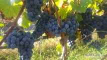  Sadzonki  winogron odmiana  Regent na wino sadzonki gołokorzeniowe 1 roczne wysokie odmiana niemiecka do wyrobu wysokogatunkowego...