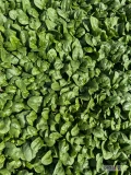 Sprzedam szpinak baby, ilości paletowe/całosamochodowe, certyfikat, bezpośrednio od producenta opakowanie zbiorcze oraz cena do...