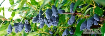 Świeże, schłodzone owoce jagody kamczackiej ze zbioru mechanicznego. Odmiany: Vostorg, Boreal Beast, Boreal Beauty, Boreal Blizzard oraz...