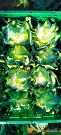 Sprzedam kalafior 6 i 8. 