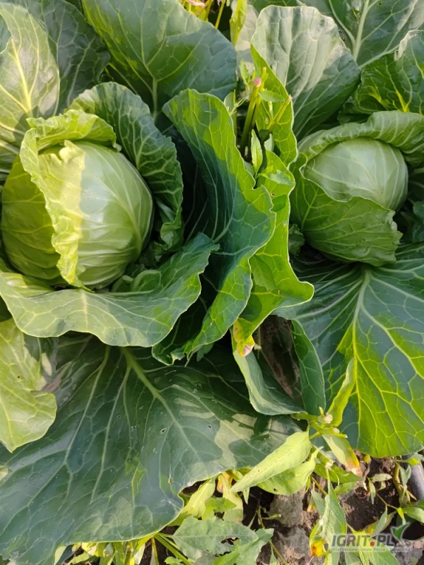 /images/posts/2025/06/2022214/Y82CDTjaRPazPNyoczJFsr9lyQp2lIBRzPrHmhxx.jpeg