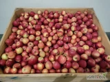 Sprzedam 77 skrzyń naidareta jabłko czyste bez gradu po Smart fresh 
