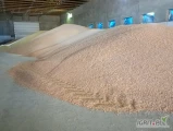 Sprzedam kukurydzę suchą krajową 300 ton, załadunek auta 10 minut waga na miejscu cena netto gotówka lub przedpłata 