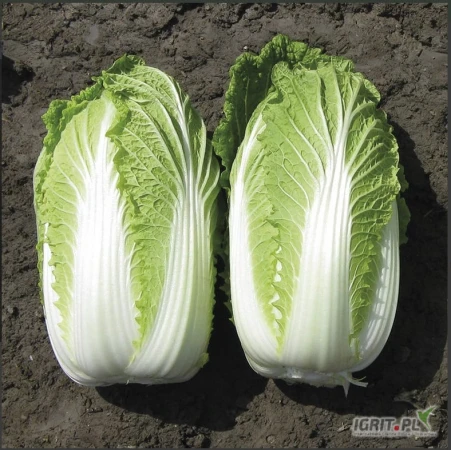 /images/posts/2025/04/2000387/b7rKXAPSH2x1Abhg3KRcishfRxgkVJdLTB03IGmL.jpeg