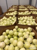 Kapusta biała marketowa 1-3.5 kg.

