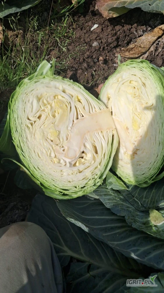 /images/posts/2025/05/2009970/kreYq2zF9kLNnWJOTT7tz8iDM913fsoBoFpnqRZ5.jpeg