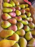 Do sprzedania ilości hurtowe gruszki odmiany celina, kaliber 35 szt, kraj pochodzenia RPA. Średnia waga netto- 6,5 kg. Oferta...
