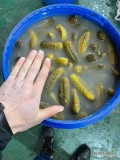 Jesteśmy otwarci na współpracę z hurtowniami, sklepami i branża gastronomiczną. 
