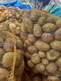 Ziemniaki młode odmiana Riviera dostawa warmińsko mazurskie mazowieckie kujawsko pomorskie , ilość 50-100 worków 15 kg.