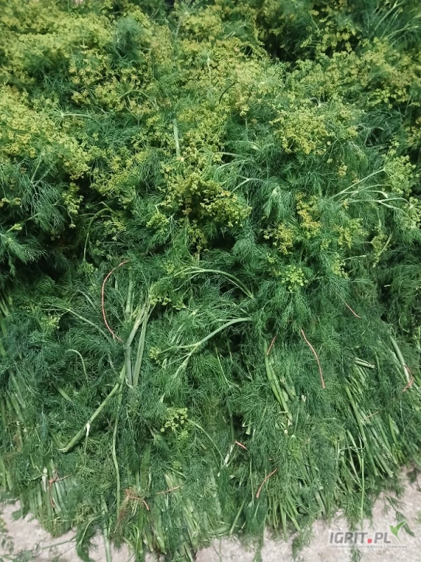 /images/posts/2025/06/2022670/J1sJ98uKcnj2JtRxpnW9J2JwqhWjnulp5uheSgt2.jpeg
