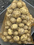 Sprzedam ziemniaki młode odmiana riviera około 200 worków jednorazowo.  Cena 14 zł worek 15 kilo 
