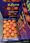 Sprzedam - GRAPEFRUIT CZERWONY Turcja. Ilości paletowe i całosamochodowe pod zamówienie.