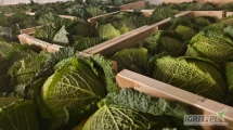 Do sprzedania ilości hurtowe portugalskiej kapusty włoskiej, kaliber 6 szt. Średnia waga netto- 12,8 kg. Dostępna ilość około...