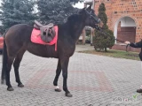 Sprzedam klacz wielkopolska 165-167 w kłębie lub zamienię za owce oraz rozważam inna zamianę