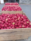 Witam, Sprzedam 110 skrzyń Idareda z młodego sadu dobrze wybarwionego, Jabłko czyste bez żadnych uszkodzeń z KA +Fresh
