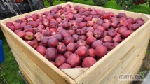 SPRZEDAM 40 TON RED DELICIOUSA. KA+ FRESH. 