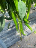 Sprzedam paprykę ostrą typu Cayenne, na dzień dzisiejszy dostępna w kolorze zielonym (15zł/kg), z początkiem lipca dostępna również...