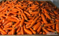 Sprzedam marchew odpadowa/paszowa, pakowana w worek 20kg lub big bag, ilości tirowe