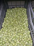 Sprzedam Agrest odmiany Mucurines zielony kaliber +14mm, w skrzynce 7kg.