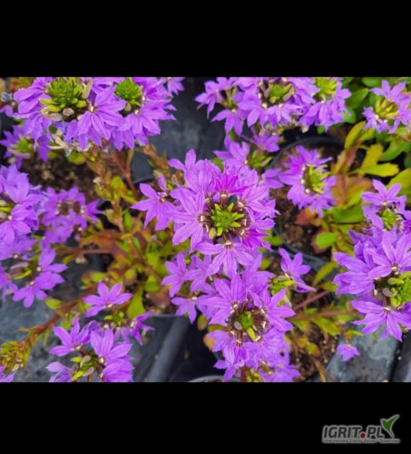 /images/posts/2025/06/2023649/1DAp2CFbyGD7D9lgGb9oCrg3oWPqpL8xeY8Z9IJW.jpeg