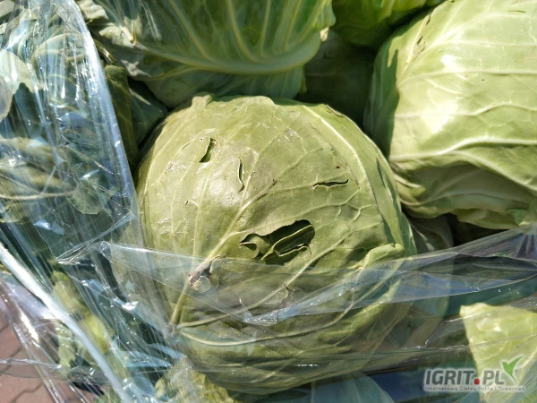 /images/posts/2025/06/2023679/9oCj1a90KdTjnhSsjnbNPAepS2FzXEr1sArSuV1I.jpeg