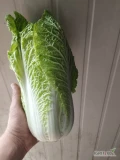 Sprzedam  nie wielkie ilosci kapusty pekinskiej kaliber handlowy 