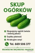 KUPIĘ OGÓRKI DROBNE I GRUBE MAŁOPOLSKIE, ŚWIĘTOKRZYSKIE - NAWIĄŻĘ WSPÓŁPRACE NA CAŁY SEZON  