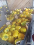 Sprzedam paprykę żółta klasy pierwszej z ogonem świeża 
