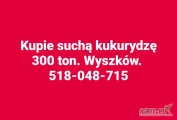 Kupię suchą kukurydze paszowa. Proszę o kontakt telefoniczny 518-048-715