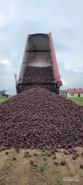 Sprzedam 550 ton buraka Monty