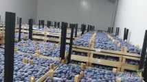 Продам сливу стенлей 35+ с нашего холодильника(v Smederevo), оптом-20 тонн в день, по...