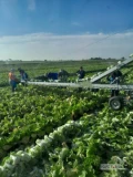 Zatrudnię kobiety do pracy przy kapuście pekińskiej. Praca codziennie od 6 do 12 na polu. Od 13 do 19 na hali. Zapewniam nocleg i...