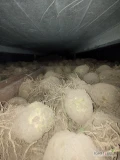 Sprzedam seler na brudno 0,8-1,8 kg ok 20 ton .